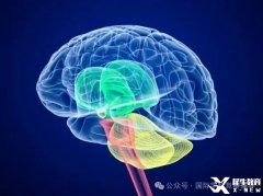 BrainBee腦科學(xué)大賽培訓(xùn)班熱報(bào)中！附BrainBee備考資料！